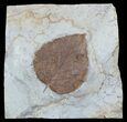Fossil Leaf (Davidia antiqua) - Montana #56188-1